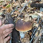 Frühstückspension La Del Cinghiale Aurano