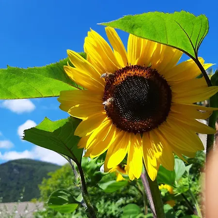 La Del Cinghiale Bed & Breakfast