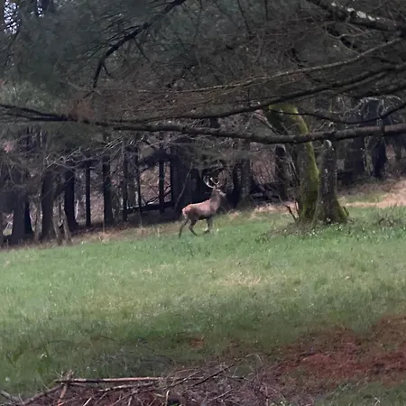 Alojamento de Acomodação e Pequeno-almoço La Del Cinghiale 3*