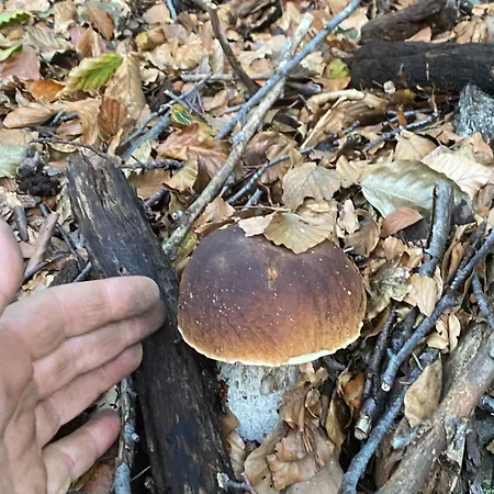 Panzió La Del Cinghiale Aurano