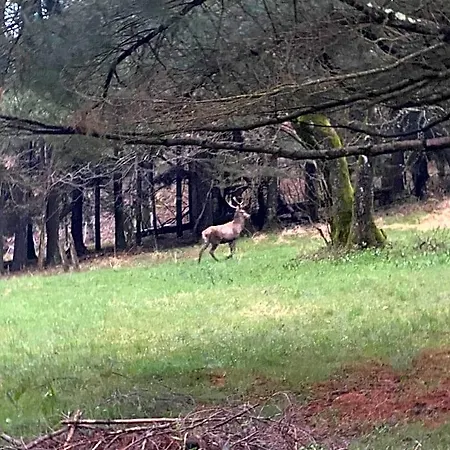 La Del Cinghiale 3*