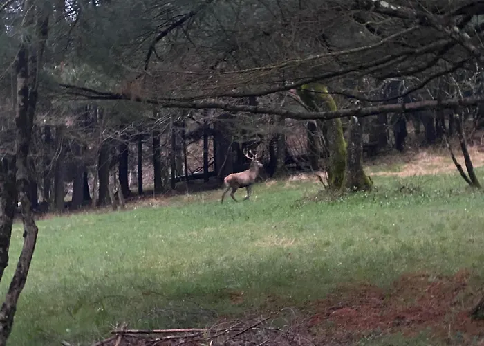 Alojamento de Acomodação e Pequeno-almoço La Del Cinghiale 3*